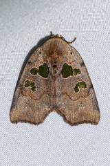 Xenochroa chlorostigma