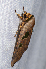 Xenochroa chlorostigma