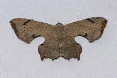 Dysaethria quadricaudata