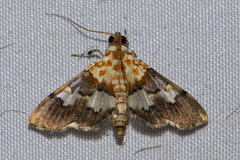 Aetholix flavibasalis