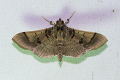 Omiodes surrectalis