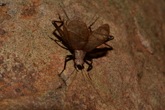 Lerneca