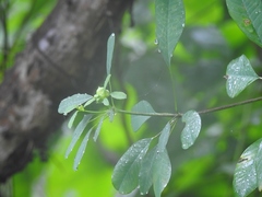 Euphorbia leucocephala