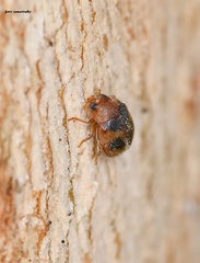 Scymnus subvillosus