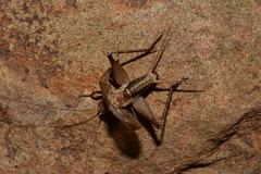 Lerneca