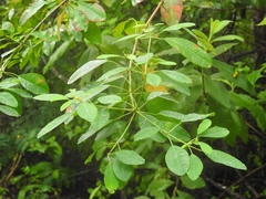 Euphorbia leucocephala