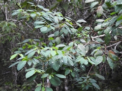Euphorbia leucocephala