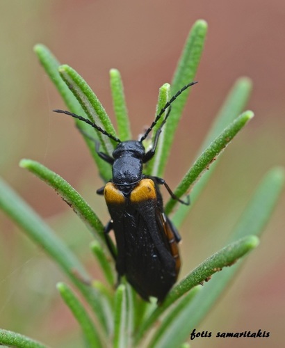 flame-shouldered blister beetle