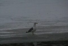 Larus cachinnans