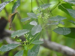 Euphorbia leucocephala