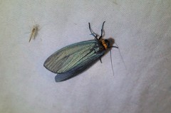 Macrobrochis staudingeri