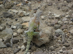 Cophosaurus texanus scitulus