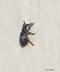 Smicronyx jungermanniae