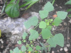 Euphorbia ocymoidea