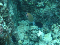 Pycnochromis pacifica