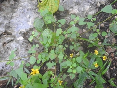 Euphorbia ocymoidea