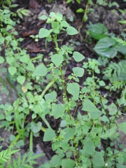 Euphorbia ocymoidea