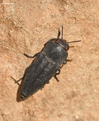 Sphenoptera chrysostoma