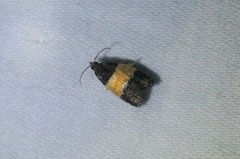 Epinotia bicolor