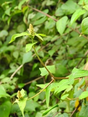 Dalembertia triangularis