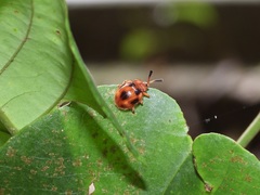 Stenotarsus pardalis