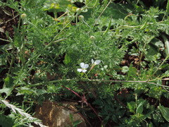 Raphanus raphanistrum raphanistrum