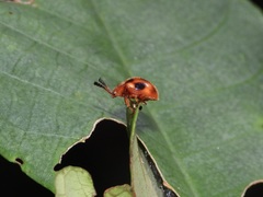 Stenotarsus pardalis