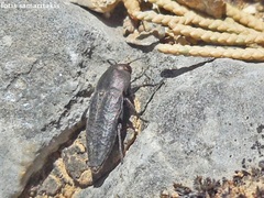 Sphenoptera barbarica