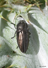 Sphenoptera rauca