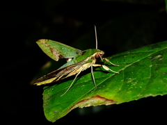 Xylophanes chiron nechus