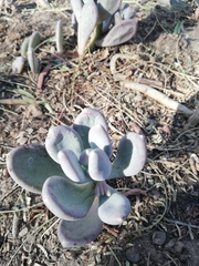 Pachyphytum