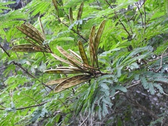 Calliandra houstoniana calothyrsus