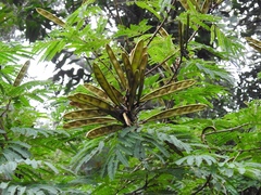 Calliandra houstoniana calothyrsus