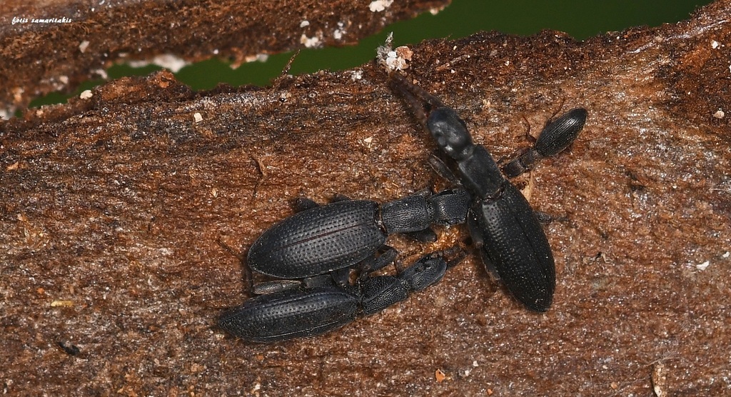 Eutagenia