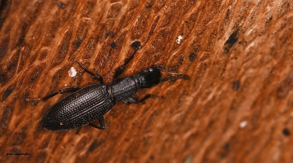 Stenosis cretica