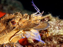 Scyllarides latus