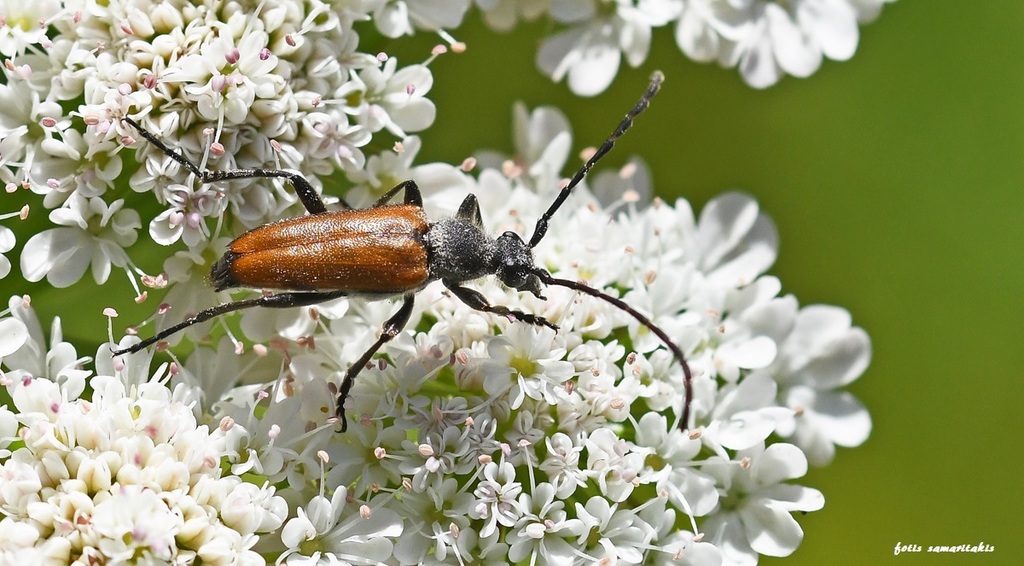 Paracorymbia picticornis