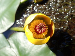 Nuphar × rubrodisca