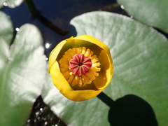 Nuphar × rubrodisca