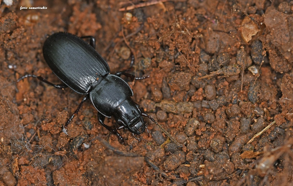 Tapinopterus creticus