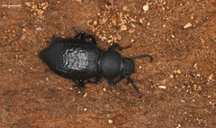 Tentyria rotundata