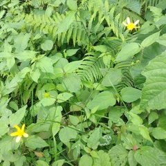 Ranunculus petiolaris