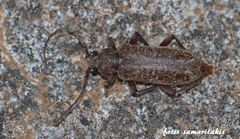 Trichoferus bergeri