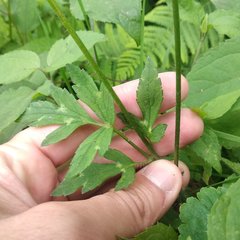 Ranunculus petiolaris