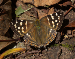 Dodona eugenes