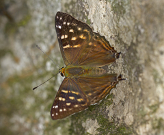 Dodona eugenes