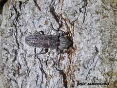 Trichoferus griseus