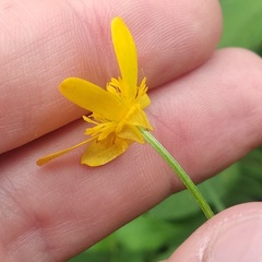 Ranunculus petiolaris