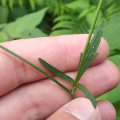 Ranunculus petiolaris