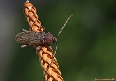 Trichoferus berberidis